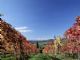 chianti5